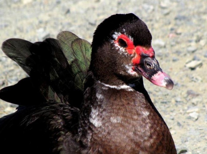 мускатная утка