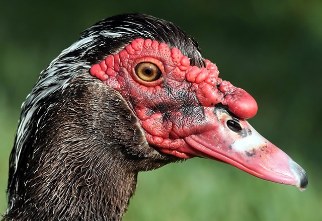 мускатная утка