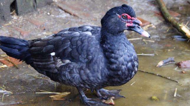 мускатная утка