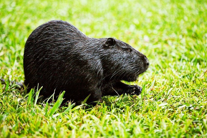 maso nutrie prospívá a škodí