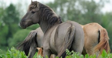 мышастый конь