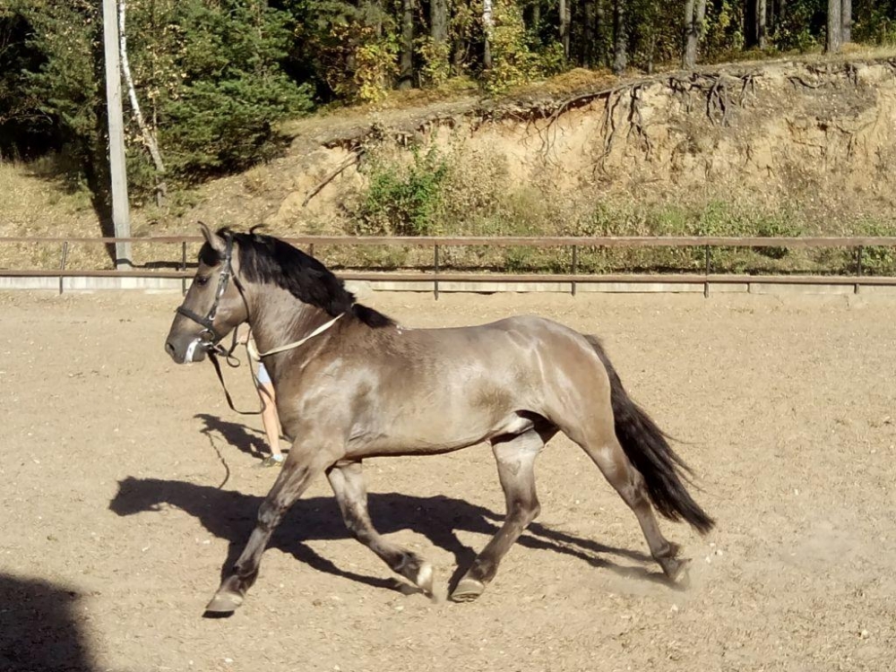 мышастая масть