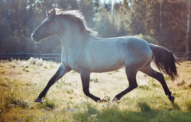 мышастый конь это какой