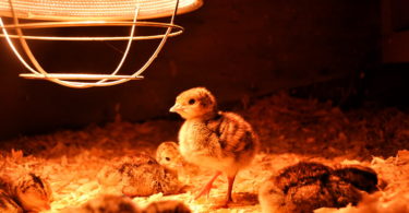 Обогрев курятника зимой