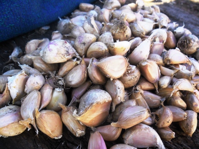 чем обработать чеснок перед посадкой