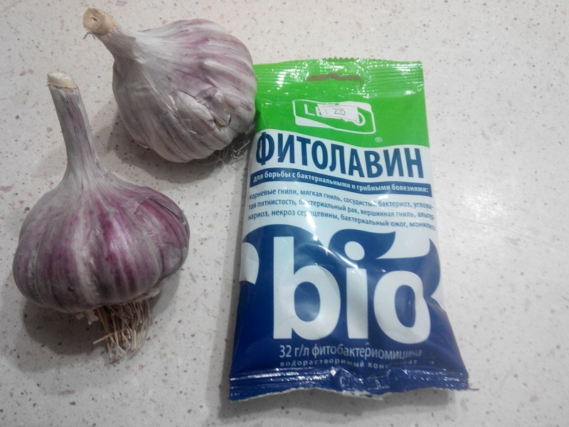 подготовить чеснок к посадке осенью