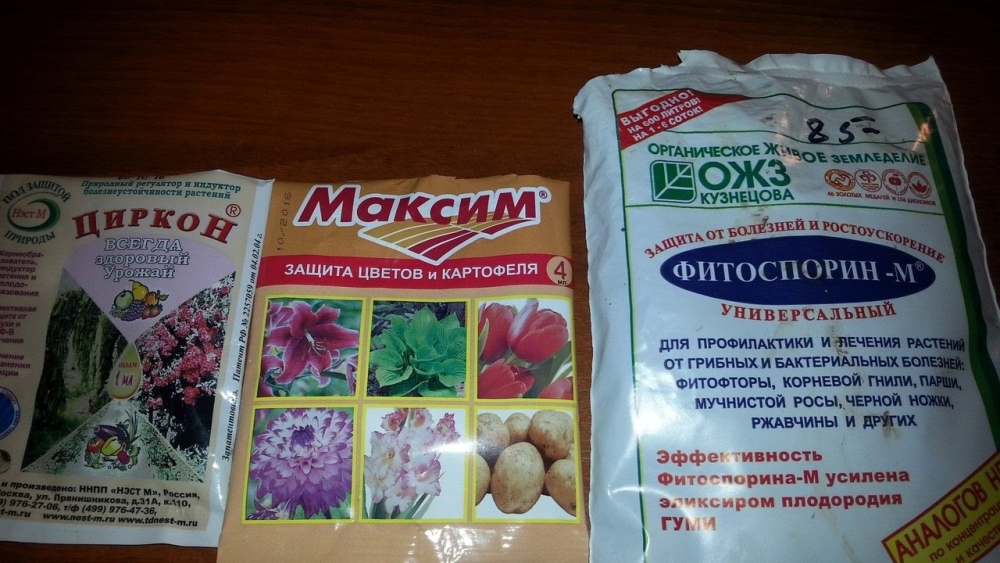 обработка чеснока перед посадкой