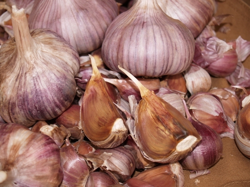 обработка чеснока перед посадкой