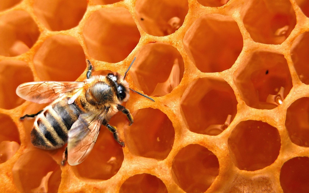 как обрабатывать пчел бипином