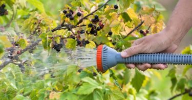 Обработка смородины осенью