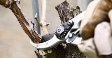 обрезка абрикоса осенью