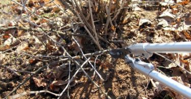 Обрезка крыжовника осенью