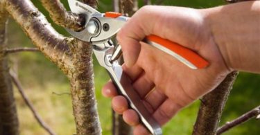 Обрезка вишни осенью