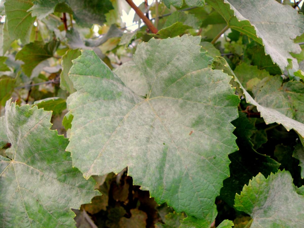 оидиум винограда фото и чем лечить