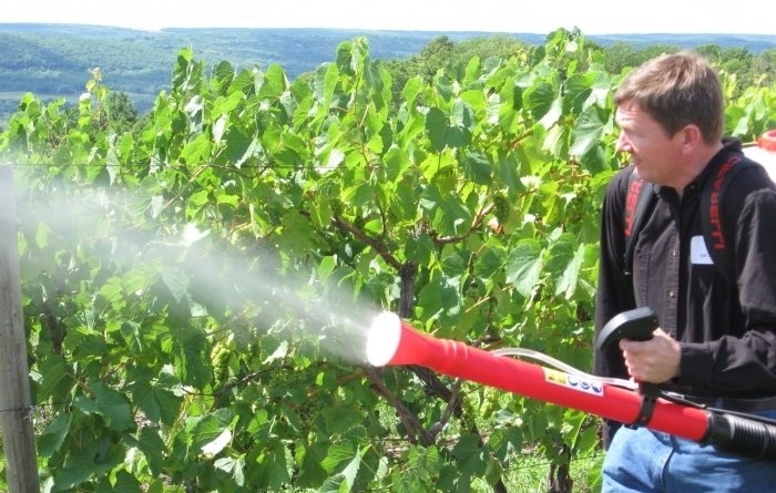 оидиум на винограде чем обрабатывать