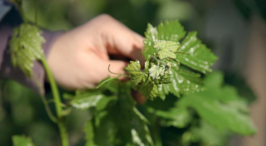 оидиум на винограде чем обрабатывать