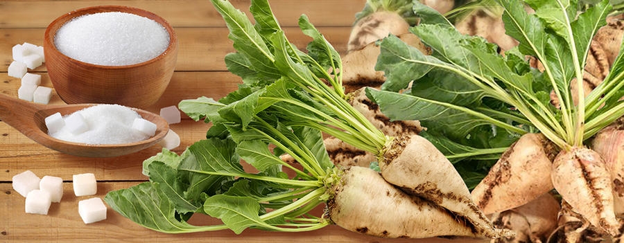 отличие сахарной свеклы от кормовой