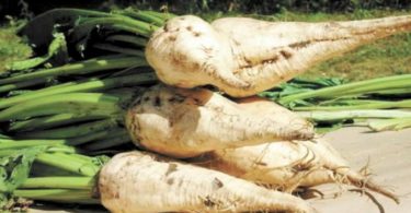 Отличие сахарной свеклы от кормовой