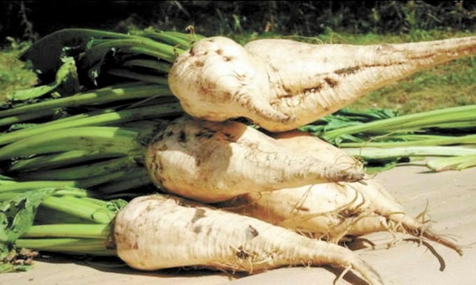 из какой свеклы делают сахар