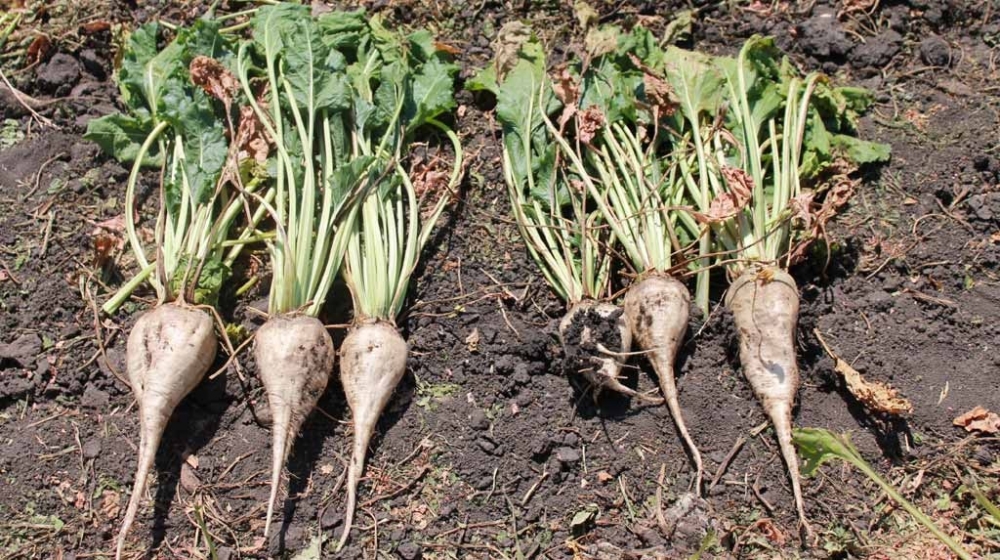 из какой свеклы делают сахар