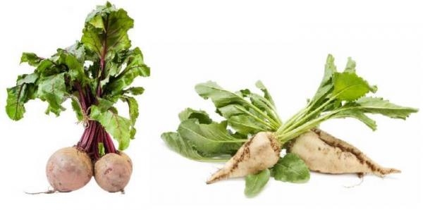 чем отличается сахарная свекла от кормовой визуально