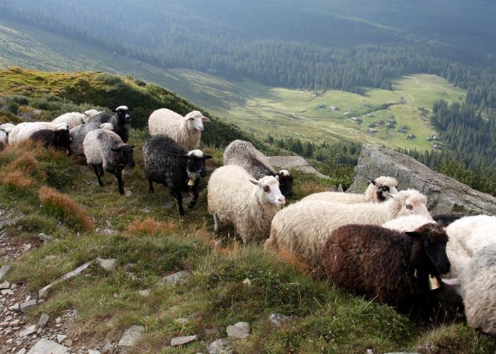 бизнес план овцеводство с расчетами