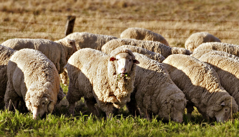 сколько стоит баран