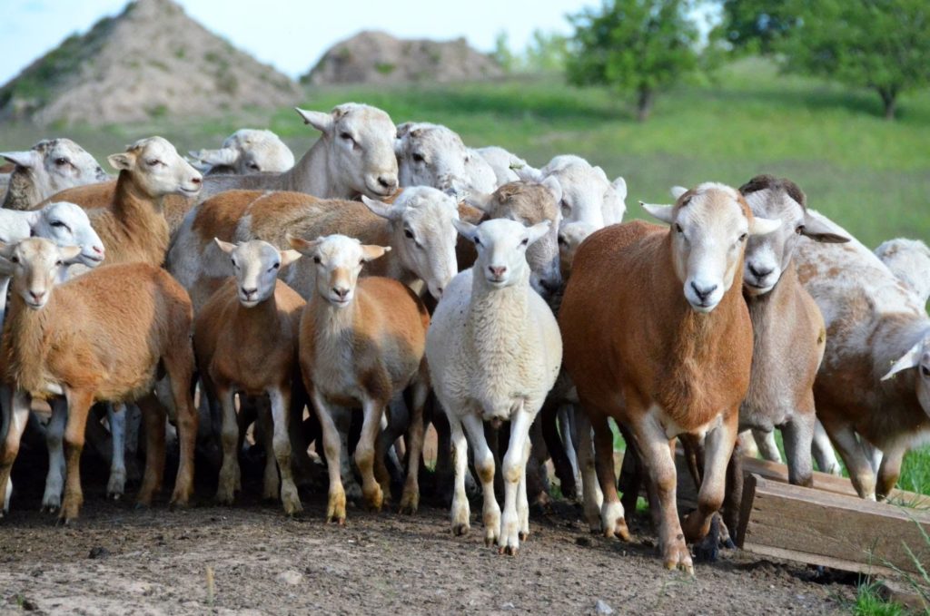 спрос на овец