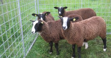 овцеводство как бизнес