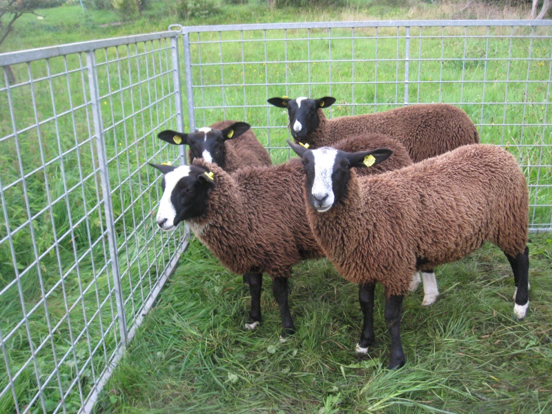 разведение овец как бизнес