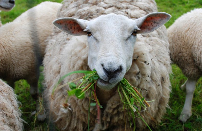 спрос на овец