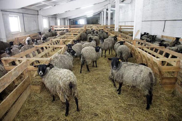 овцеводство в россии