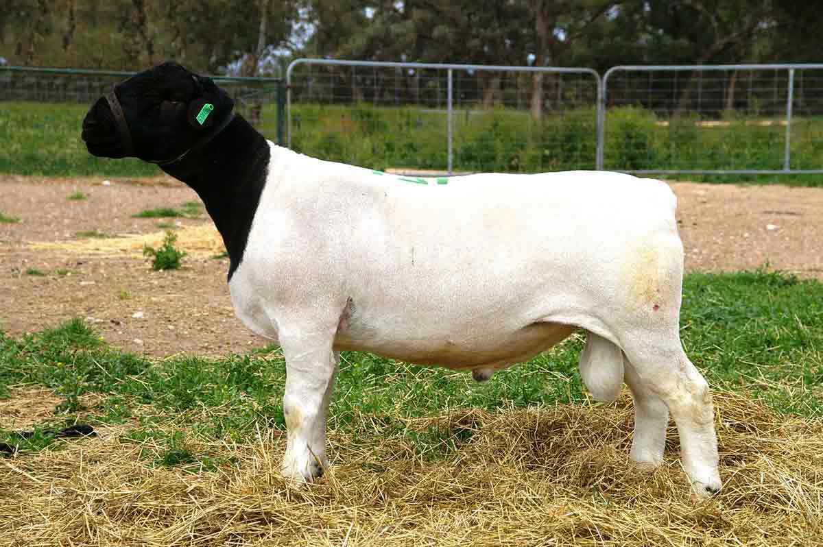 овцеводство как бизнес для начинающего фермера