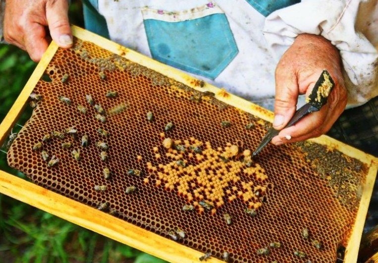 пчеловодство для начинающих с чего начать