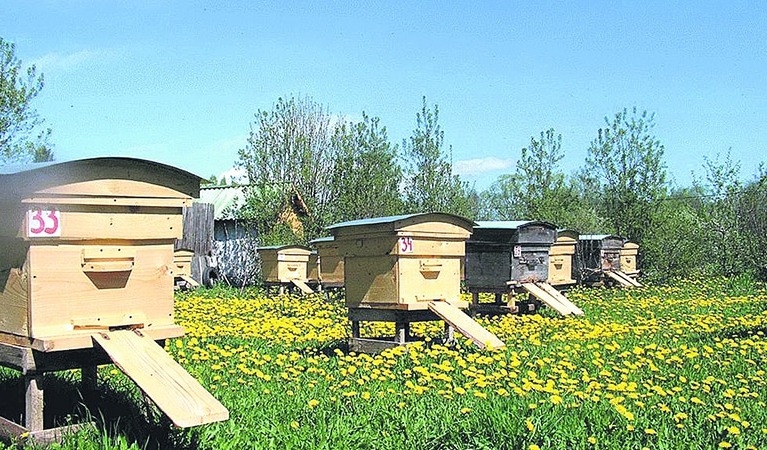 пасека для начинающих с чего начать видео