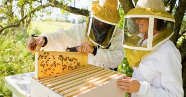 начинающему пчеловоду