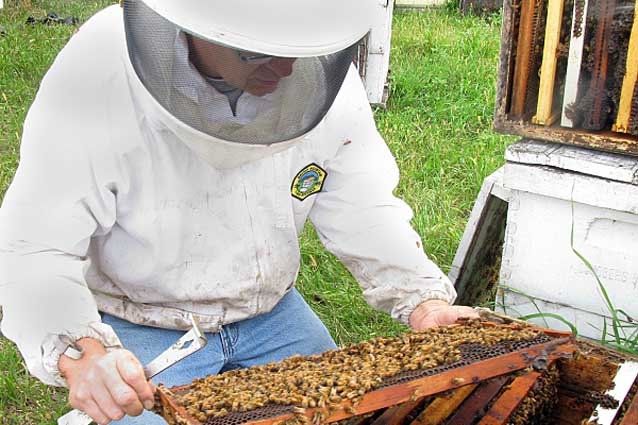 пасека для начинающих с чего начать видео