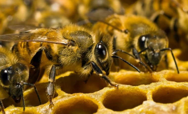 пчелы разведение и содержание