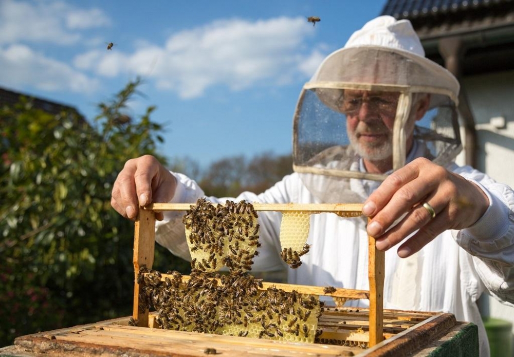 основы пчеловодства