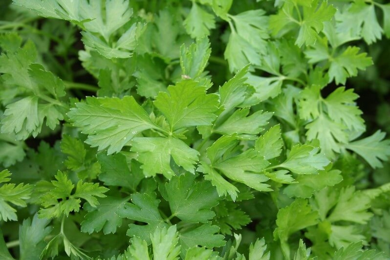 петрушка полезные свойства и противопоказания