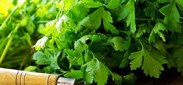 целебные свойства петрушки