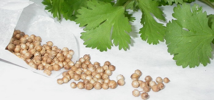 чем полезна петрушка для организма человека