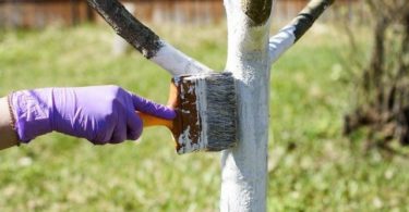 Побелка плодовых деревьев осенью