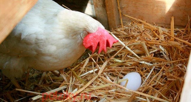 почему куры клюют яйца что делать