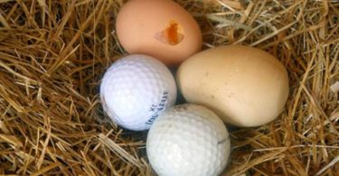 куры клюют яйца