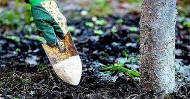 Подкормка яблонь осенью