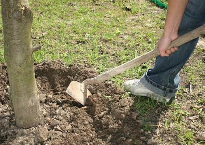 подкормка яблонь осенью