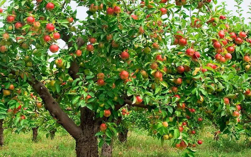 удобрение для яблонь осенью