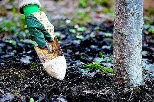 подкормка яблонь осенью