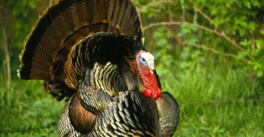 Породы индюков фото